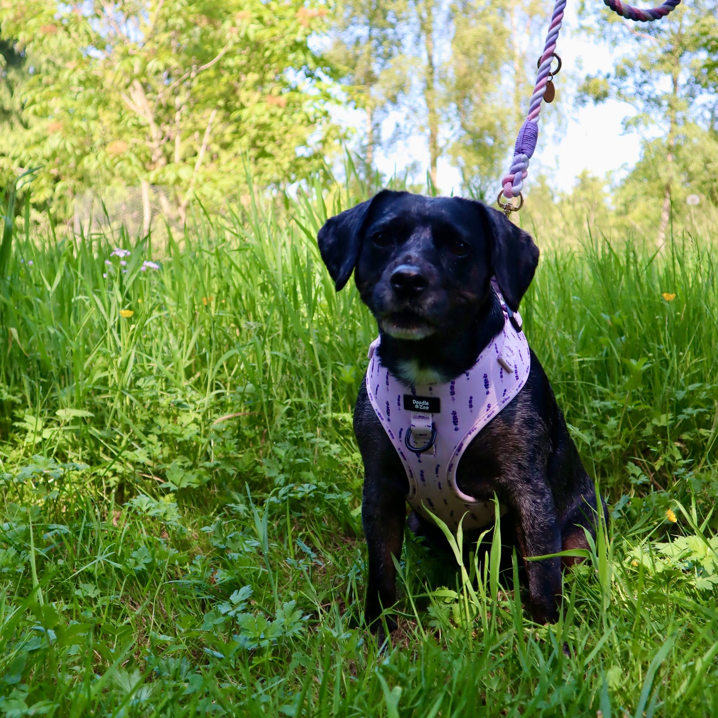Adjustable Dog Harness - Lavender Haze