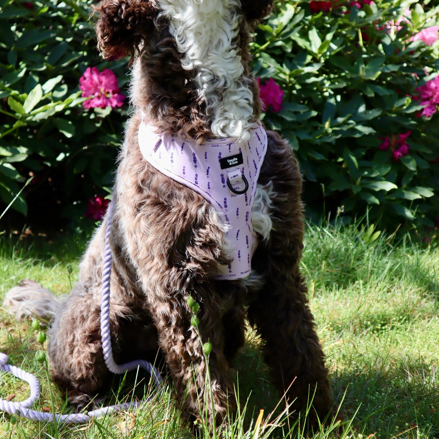 Adjustable Dog Harness - Lavender Haze