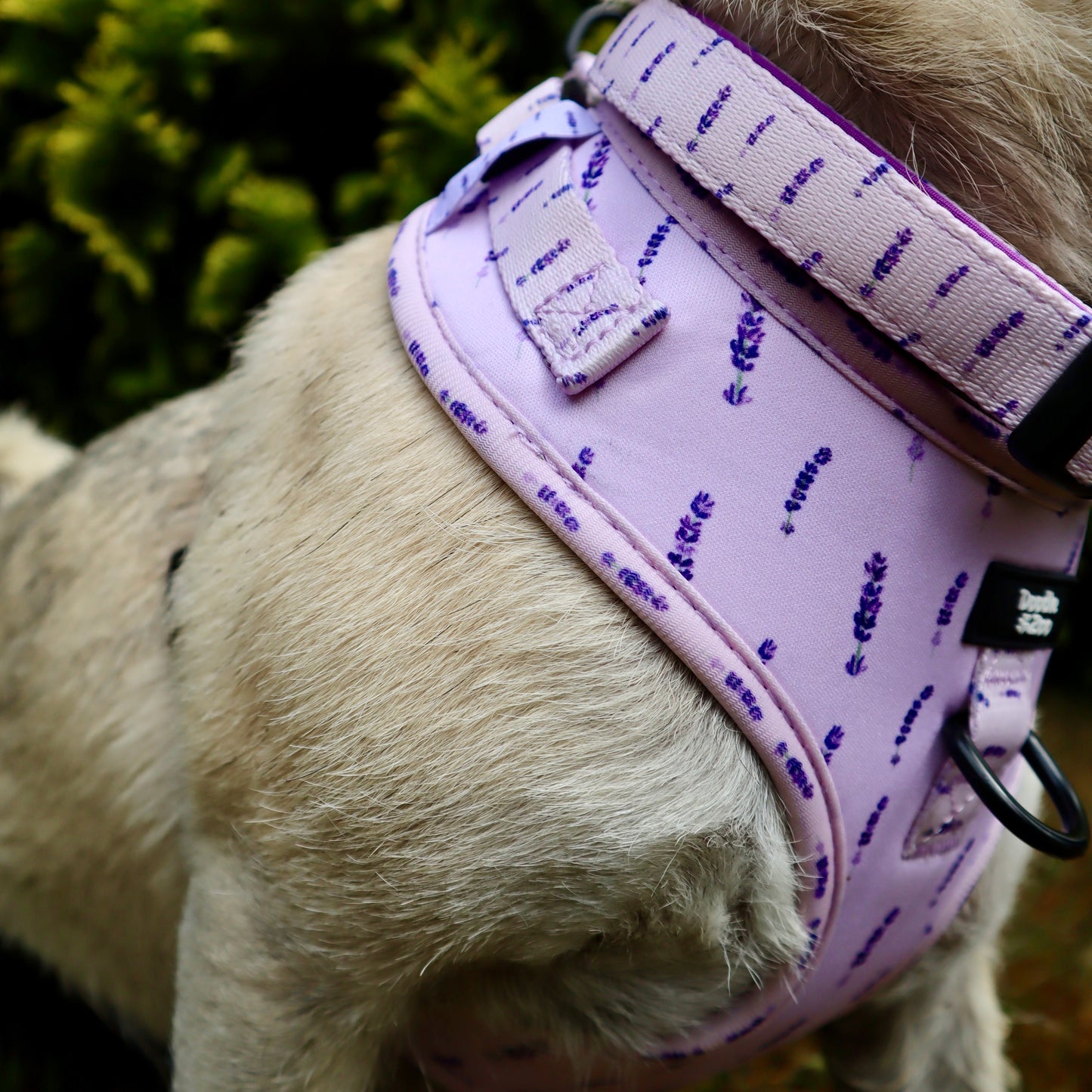 Dog Collar - Lavender Haze