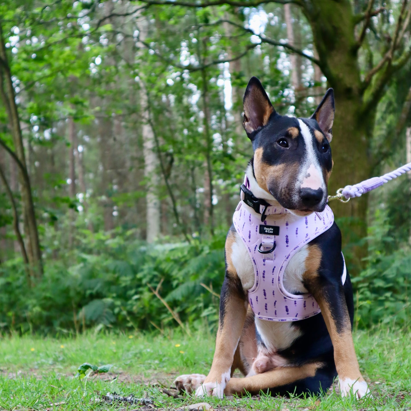 Adjustable Dog Harness - Lavender Haze