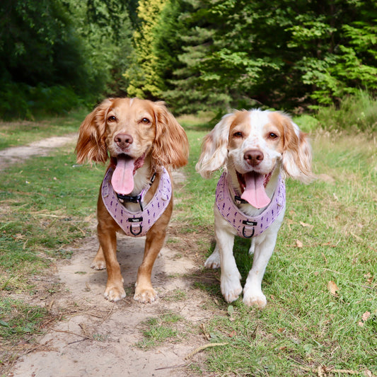 Adjustable Dog Harness - Lavender Haze
