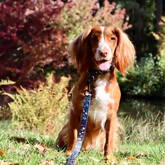 Dog Collar - Out Of This World!