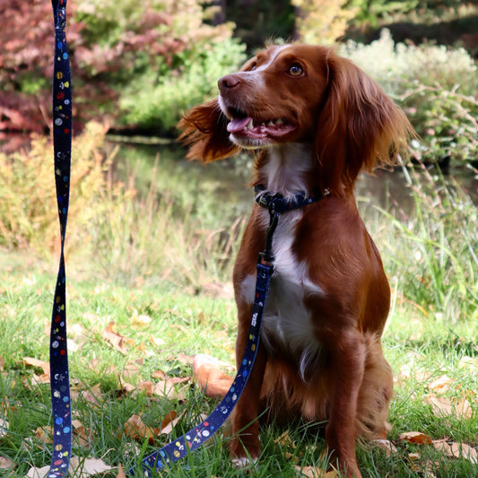 Dog lead - Out Of This World!