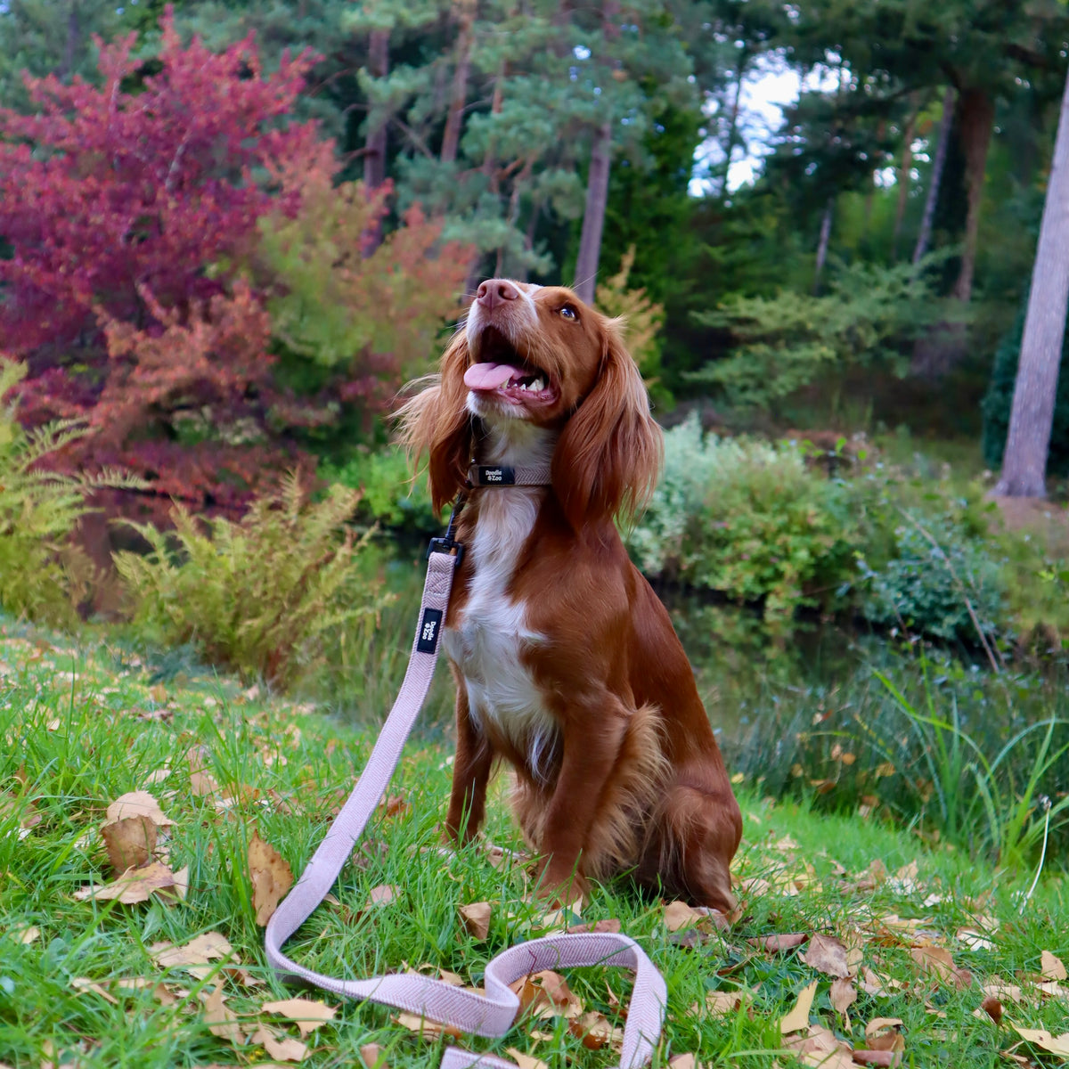 Dog Collar - Rural Collection - Walnut