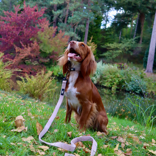 Dog Collar - Rural Collection - Walnut