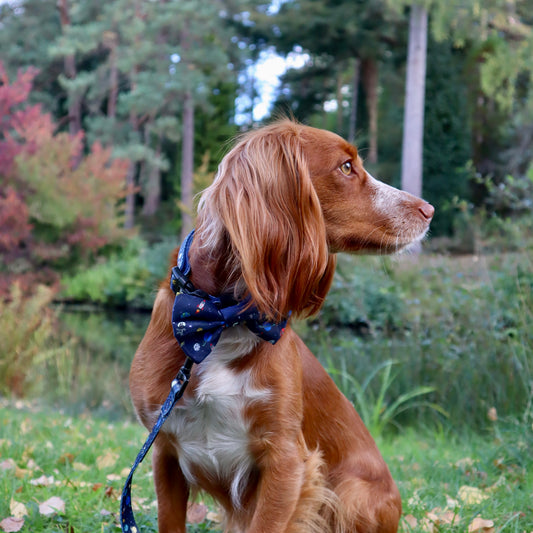 Dog Bow Tie - Out Of This World!