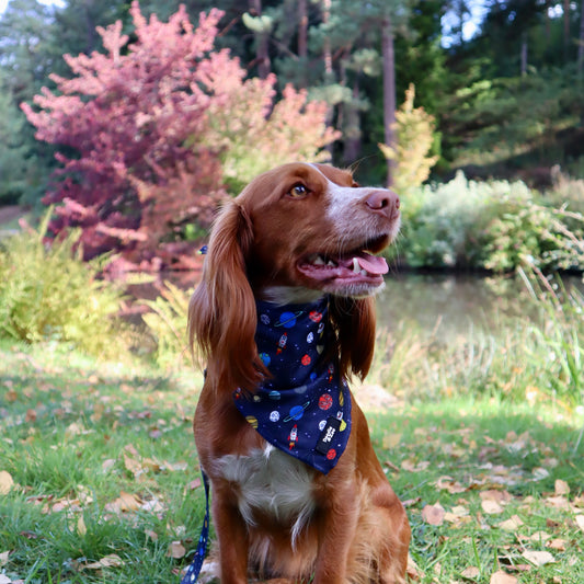 Dog Bandana - Out Of This World!