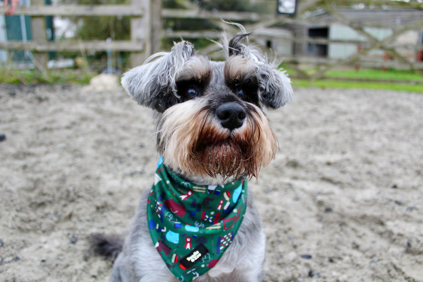 Dog Bandana - Derby Daze