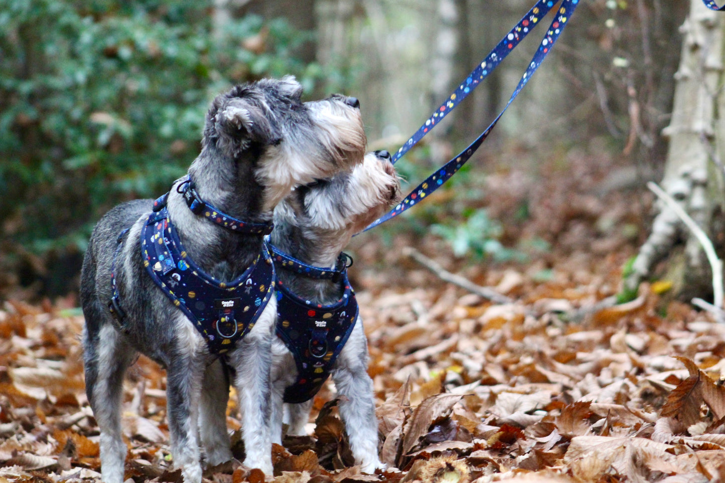 Adjustable Dog Harness - Out Of This World!